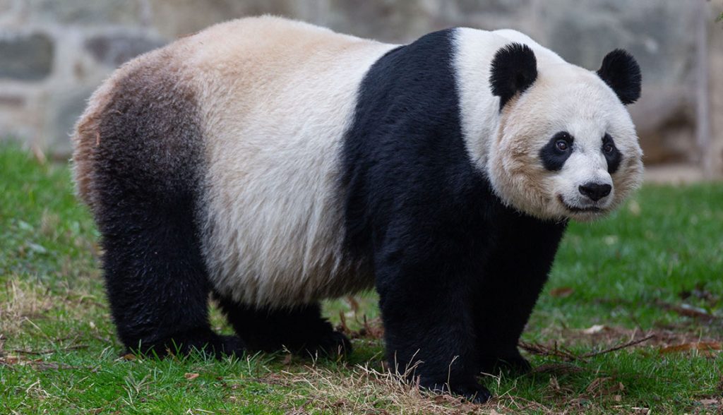 “Los pandas no son reales” según una nueva teoría de conspiración 